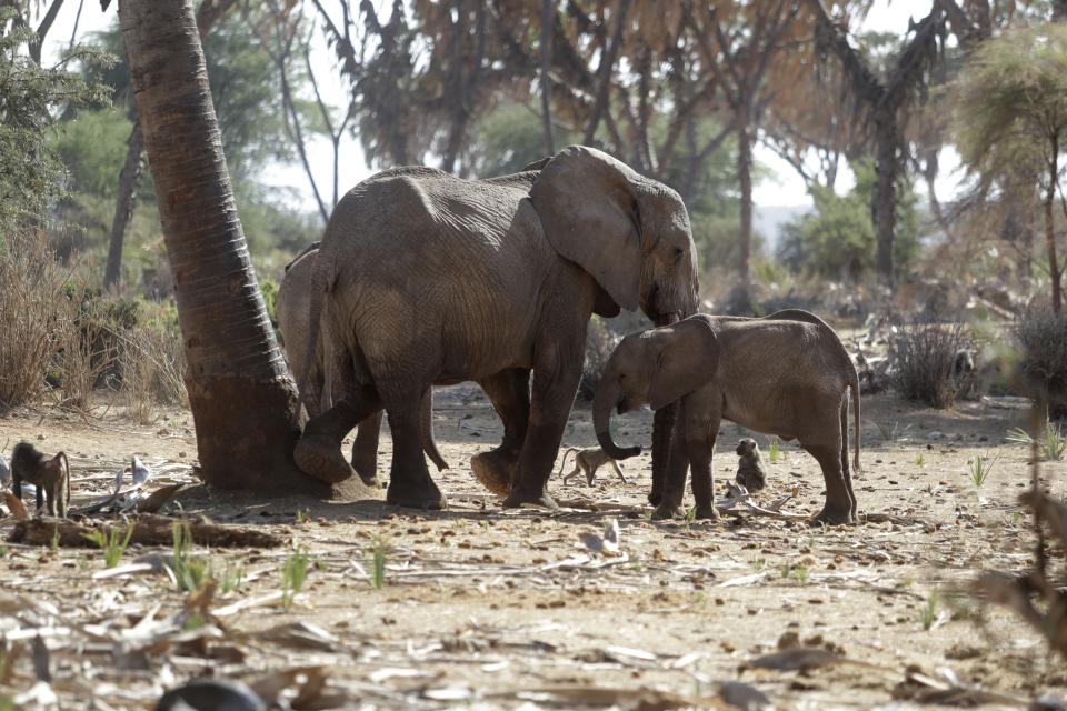 Elephants alongside monkeys gather at Samburu National Reserve, in Kenya on Oct. 13, 2022. In Kenya’s sweltering northern Samburu county, a destructive drought exacerbated by climate change is wreaking havoc on people and wildlife. Conservation charities say they are doing what they can as natural resources dry up. (AP Photo/Brian Inganga)