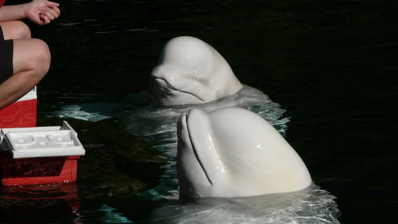 白鯨。（示意圖／翻攝自pixabay）