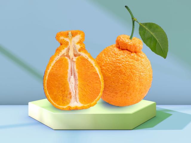 The Sumo orange is a new citrus star