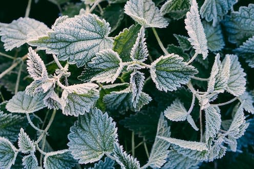 <span class="caption">Frosty nettles can look beautiful</span> <span class="attribution"><a class="link " href="https://www.shutterstock.com/image-photo/stinging-nettle-leaves-hoarfrost-background-texture-2058151736" rel="nofollow noopener" target="_blank" data-ylk="slk:Viachaslau Krasnou/Shutterstock;elm:context_link;itc:0;sec:content-canvas">Viachaslau Krasnou/Shutterstock</a></span>