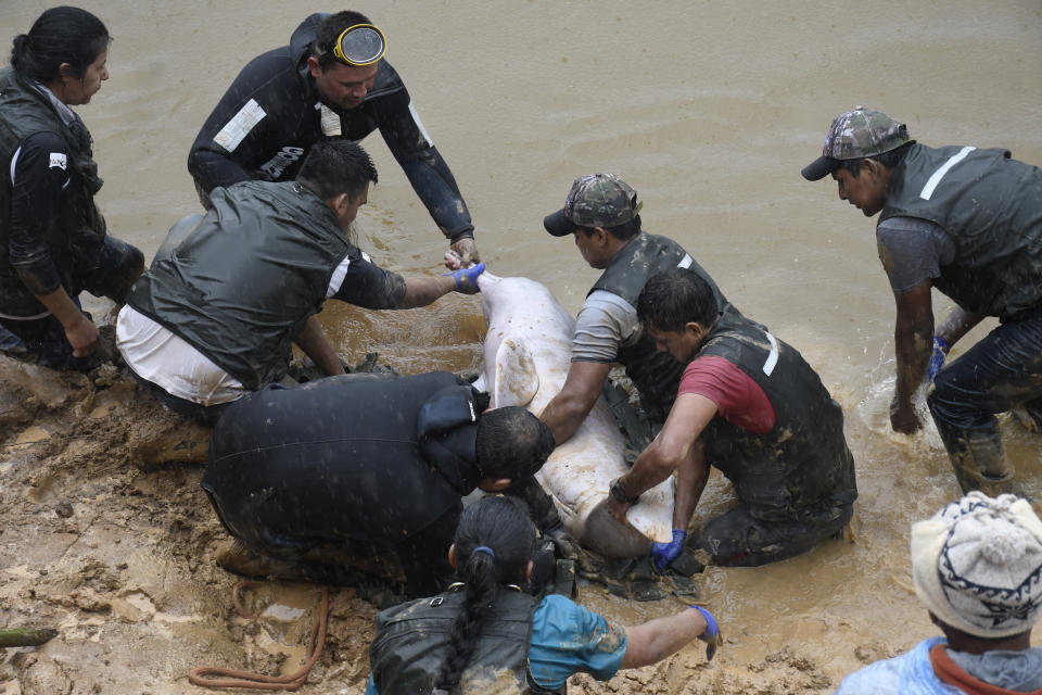 Biólogos y activistas medioambientales liberan a un delfín rosado en el río Isiboro, en las afueras de Villa Tunari, Bolivia, el viernes 24 de mayo de 2024. Una hembra y su cría de siete meses fueron rescatadas de un arroyo con bajo caudal donde quedaron atrapadas por un mes. (Daniel James/Los Tiempos vía AP)