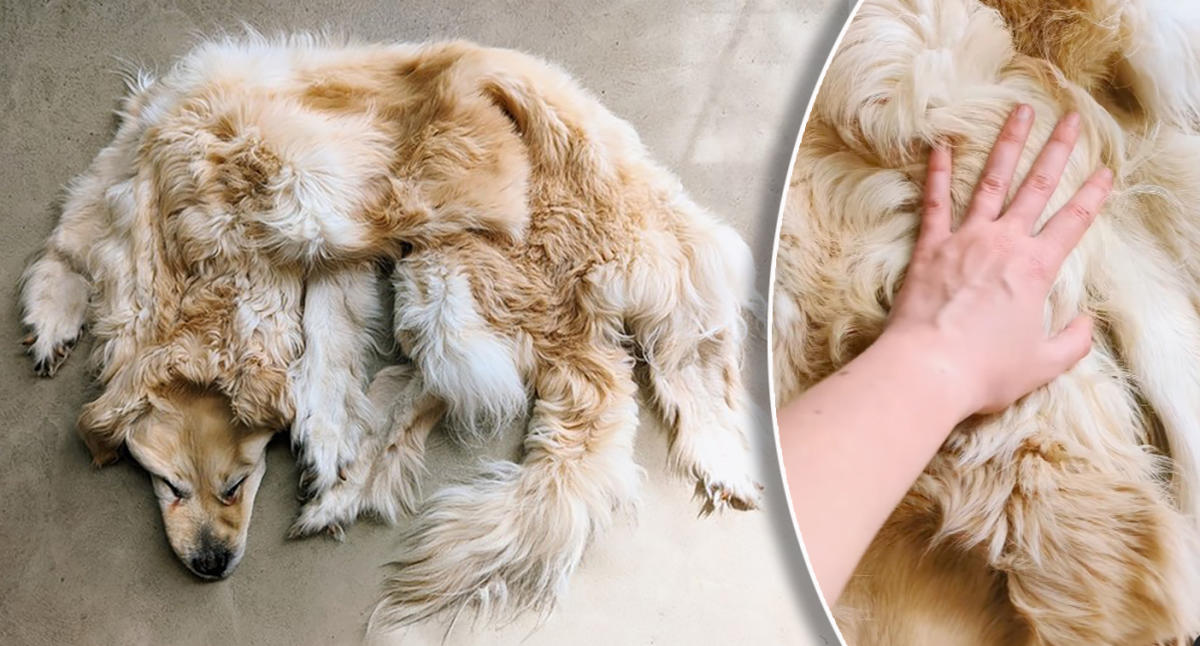 Family turns beloved dead golden retriever into rug