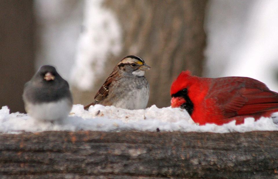 The Christmas Bird Count seeks volunteers, even if you're just counting common birds at the feeder like, from left, the dark-eye junco, sparrow and cardinal. Photo provided