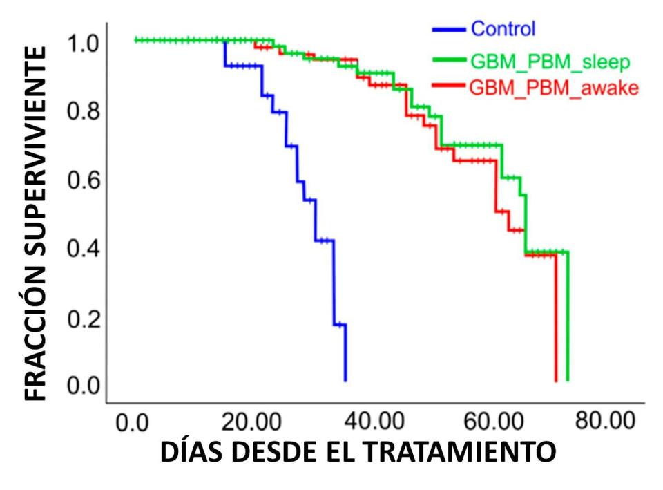 Los ratones que recibieron luz (líneas verde y roja) vivieron casi el doble que los ratones que no recibieron luz (línea azul). En la figura, tomada de este segundo artículo, el 1.0 significa que todos los ratones siguen vivos. El 0.0, que todos han muerto. Un 0.5 indica que la mitad de los ratones del grupo seguían vivos. <a href="https://www.mdpi.com/2227-9059/12/2/262" rel="nofollow noopener" target="_blank" data-ylk="slk:Shirokov et al., Biomedicines 2024, 12, 262;elm:context_link;itc:0;sec:content-canvas" class="link ">Shirokov et al., Biomedicines 2024, 12, 262</a>