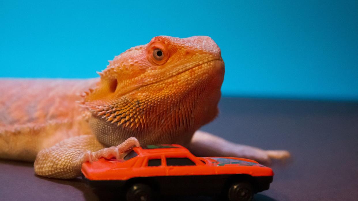 Dragon playing with red car