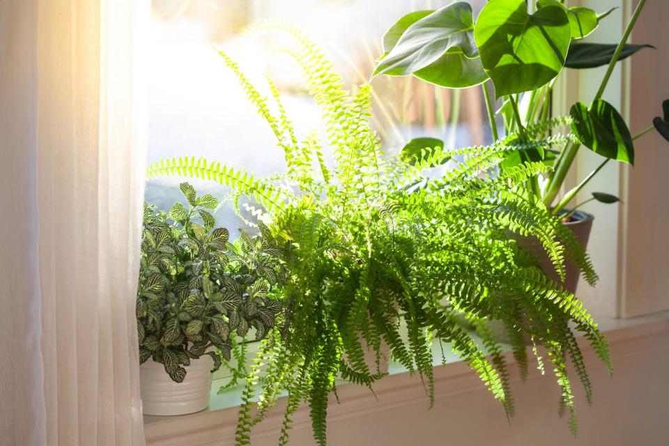 Fern, monstera and fittonia on windowsill