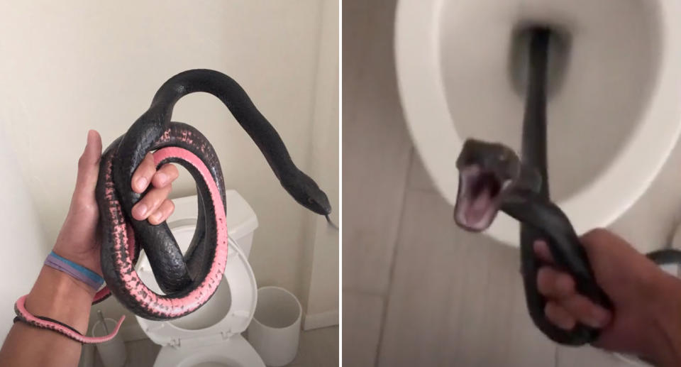 The pink and black snake after being removed from the toilet and it hissing at the camera while being pulled out. 