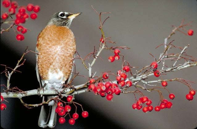 Did you know that robins love to eat berries?