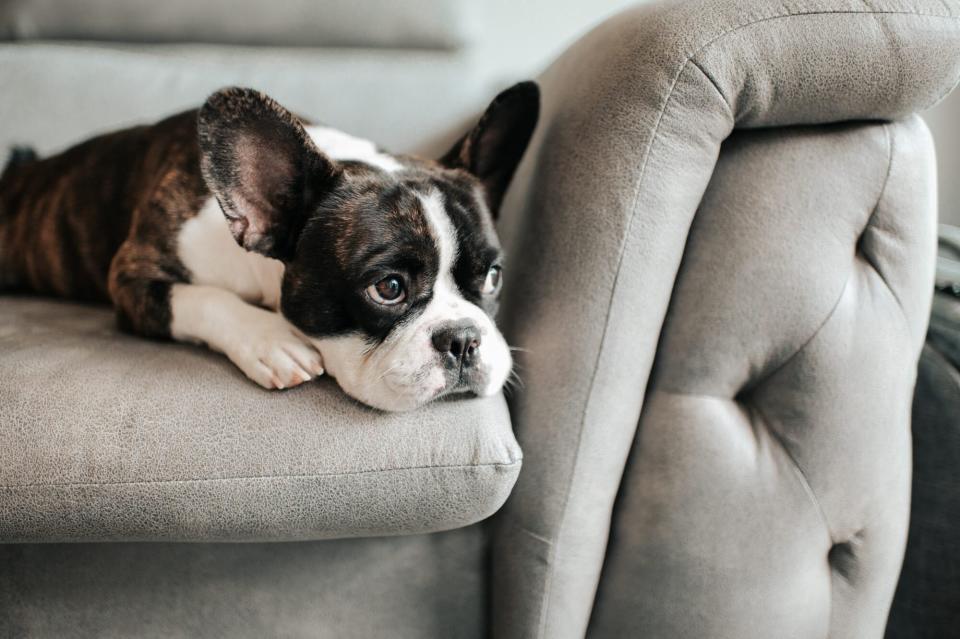 stressed french bulldog on sofa