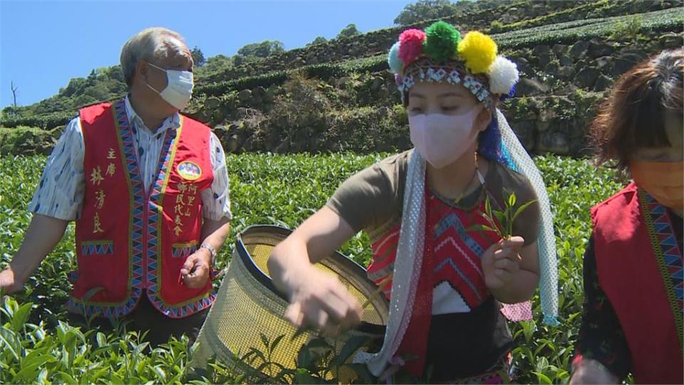 舉重精靈搖身變採茶少女　方莞靈返鄉宣傳阿里山高山茶