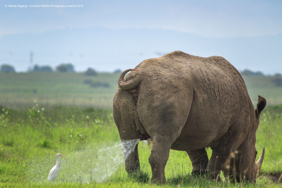 Les photos animalières les plus drôles de 2019