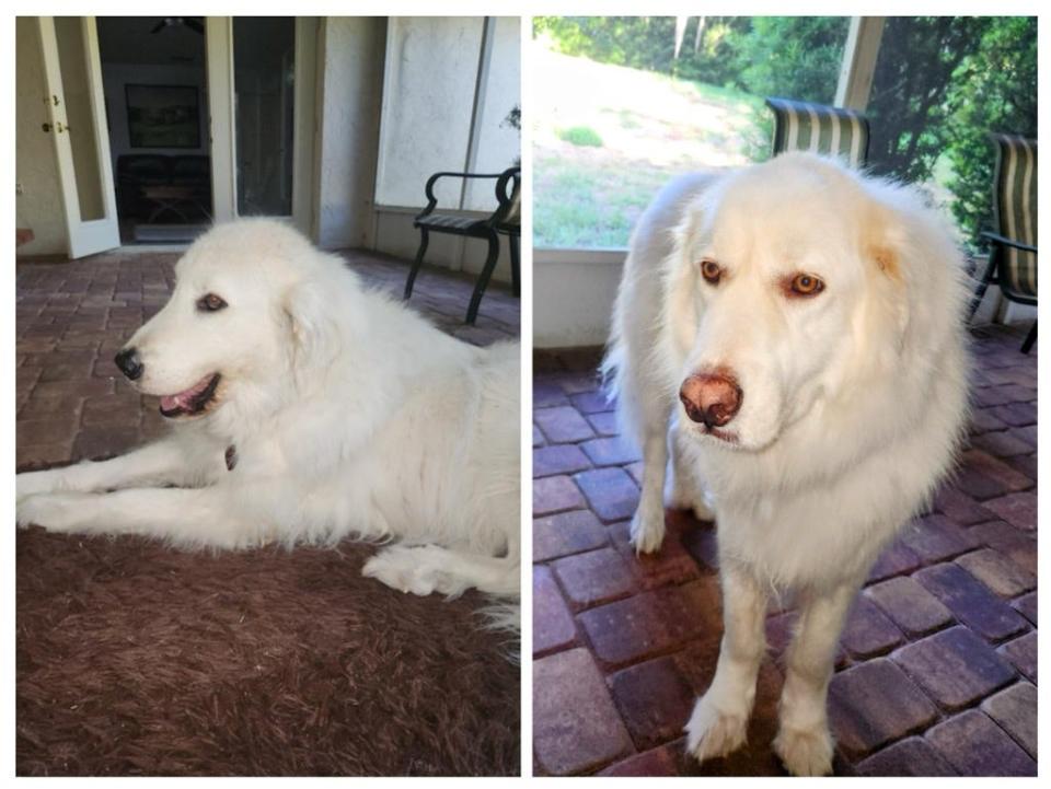 Great Pyrenees Betty White, 7, and Kodiak, 9, need a new home after their owner died of cancer. They are being fostered in Howey-in-the-Hills.