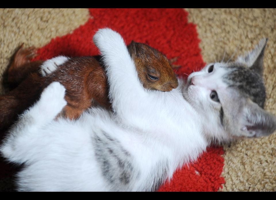 A kitten plays with a squirrel, which was rescued off the streets in Envigado, Antioquia Department, Colombia, on February 16, 2010. (RAUL ARBOLEDA/AFP/Getty Images)