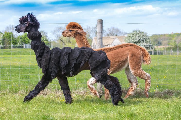 The sheared alpacas take a stroll (Picture: SWNS)