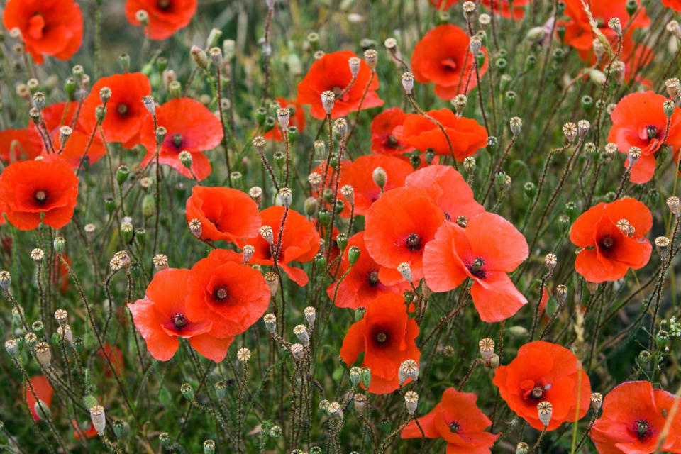 Poppies in a garden