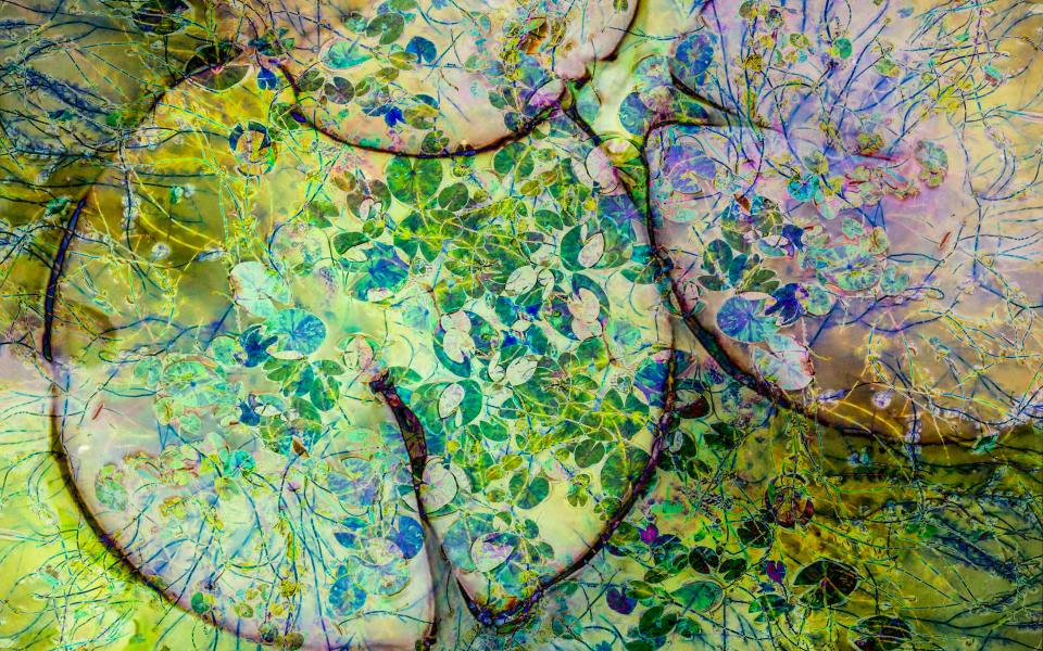 Cathryn Baldock's 'Lily Pads'