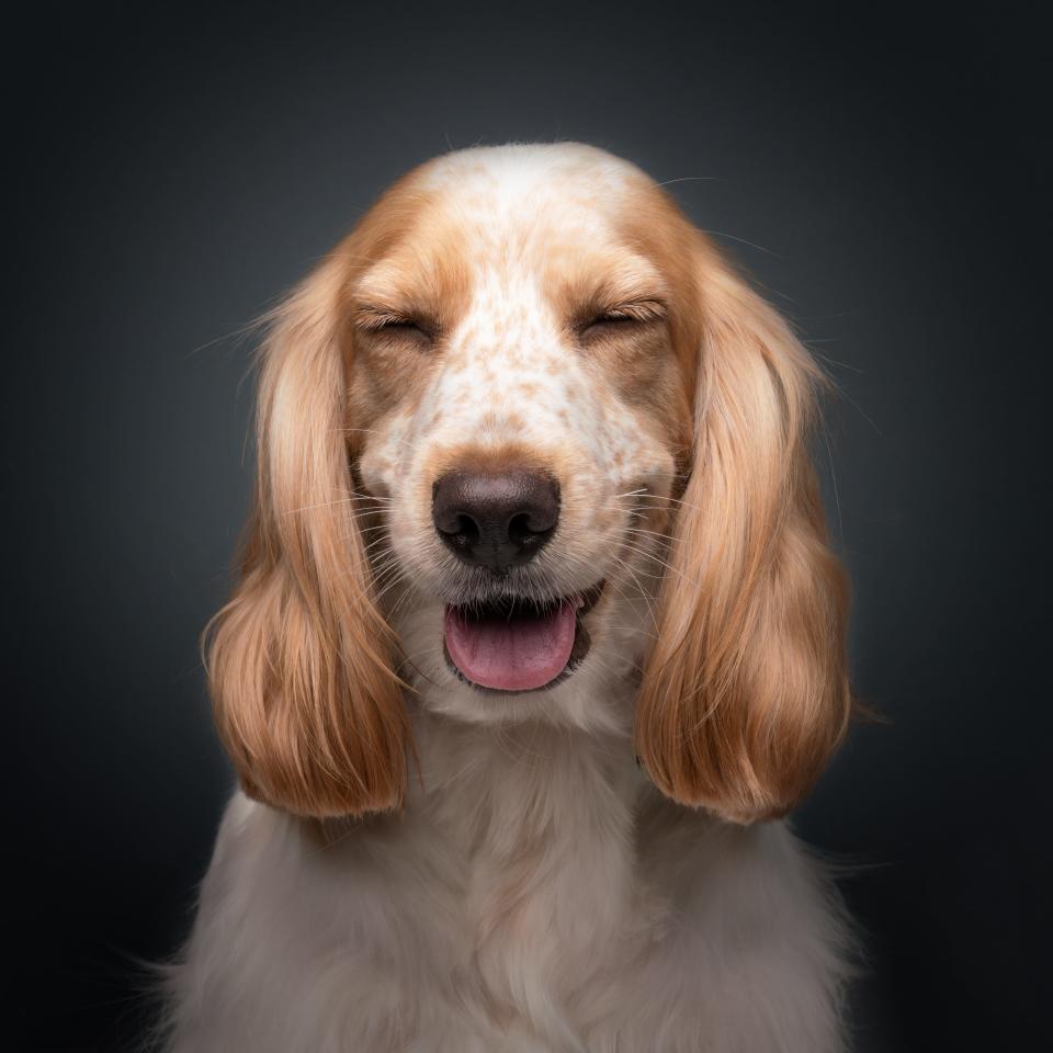 A dog with brown ears and freckles faces the camera with its tongue out.