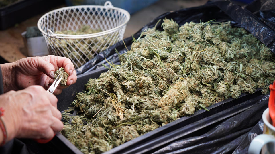 A garbage bag full of untrimmed cannabis flower.