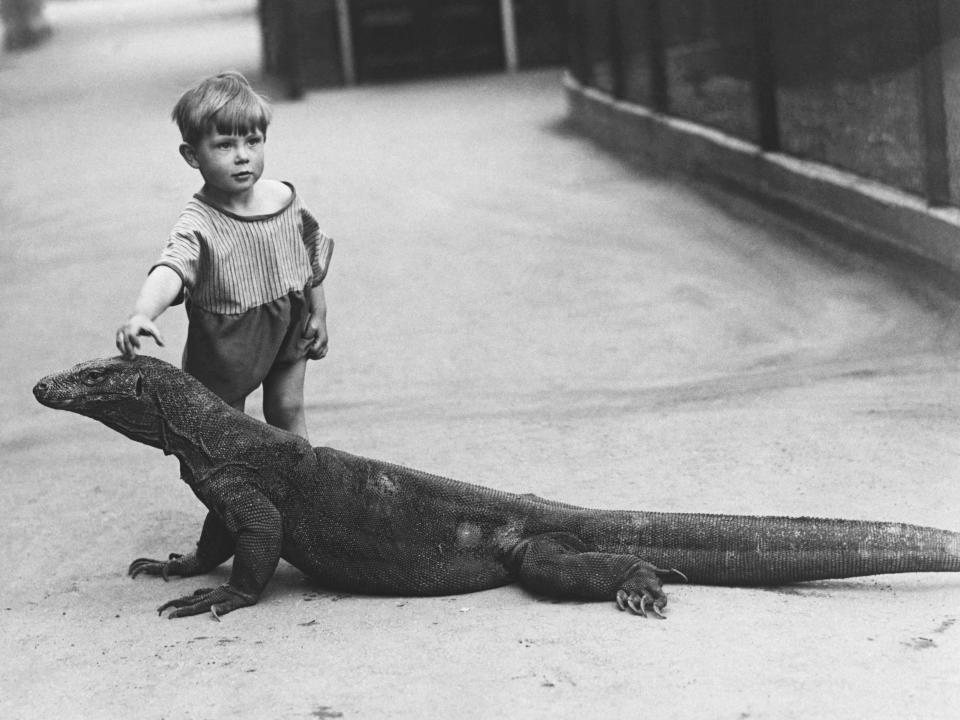 A young boy strokes the head of Sumbawa, a Komodo dragon in captivity at London Zoo.