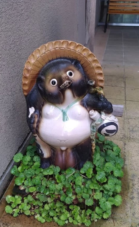 Tanuki（貉)在日本常見的形象。圖片來源：龍緣之攝於日本田貫湖畔，2019年。