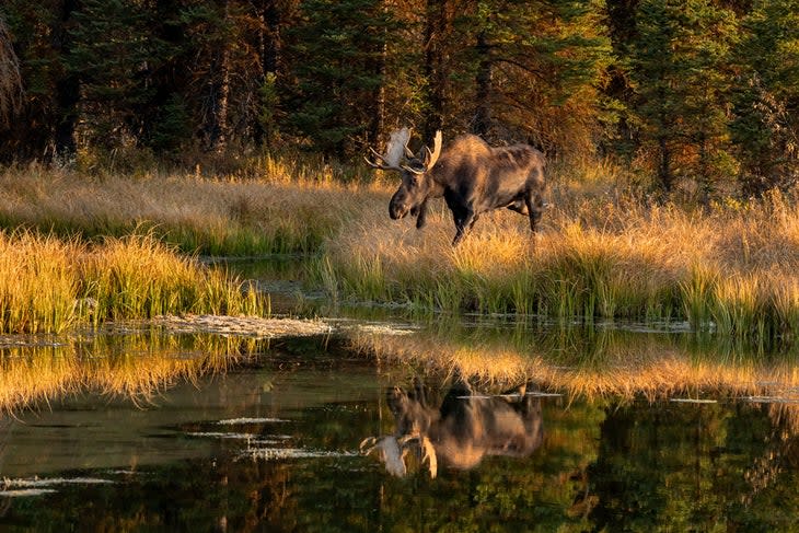 Moose grazing in autumn, Grand Teton National Park