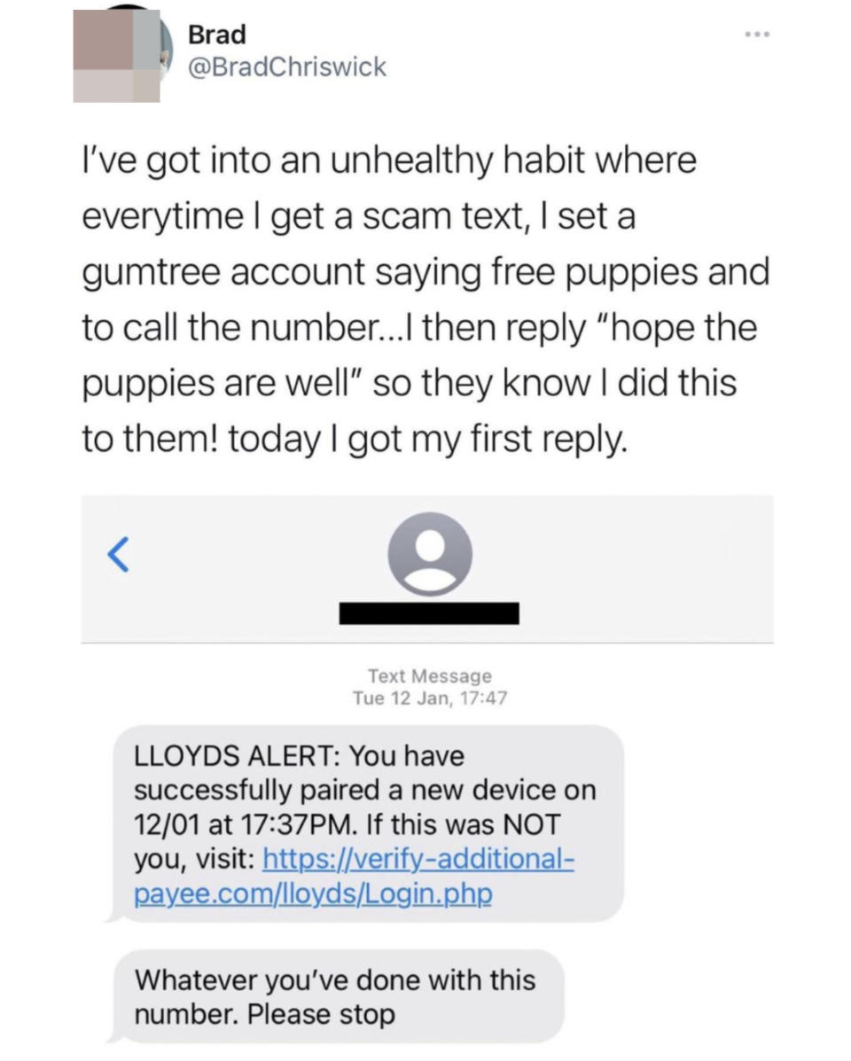 a person who sets up scammers' numbers with free puppy offers, and a scammer responding, "Whatever you've done with this number please stop"