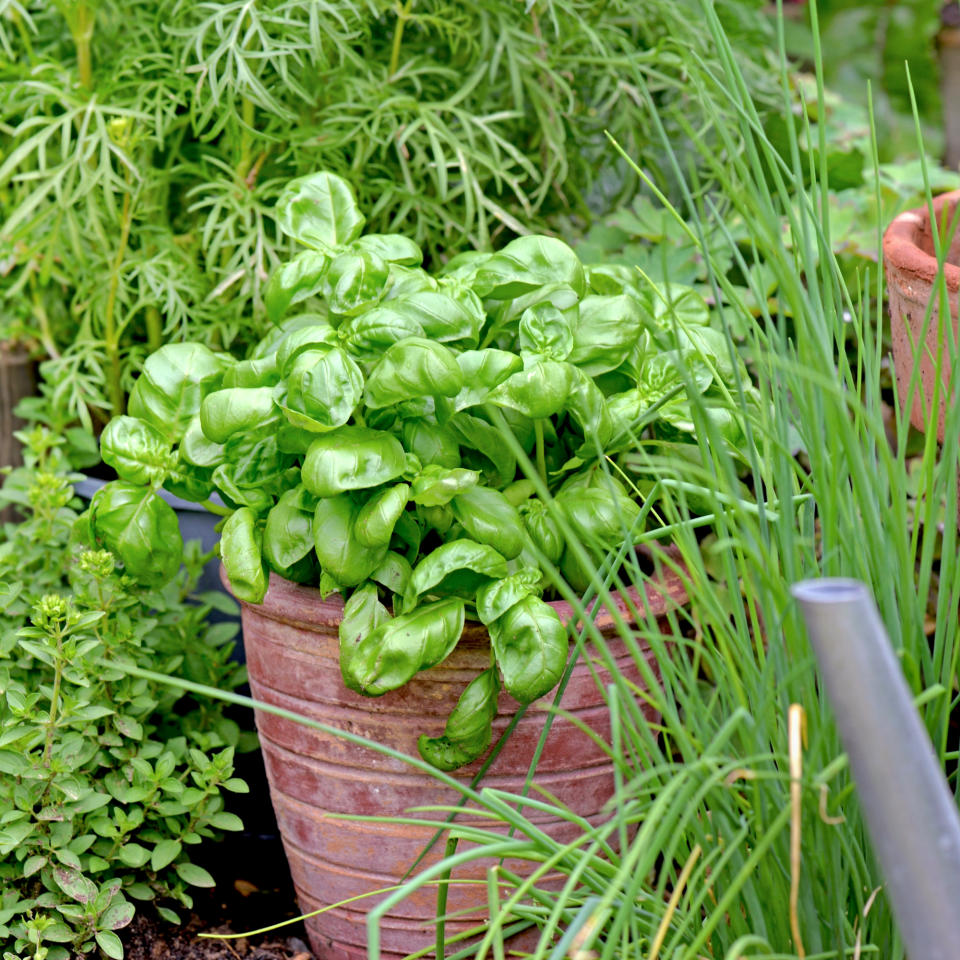 Fresh basil plant in pot