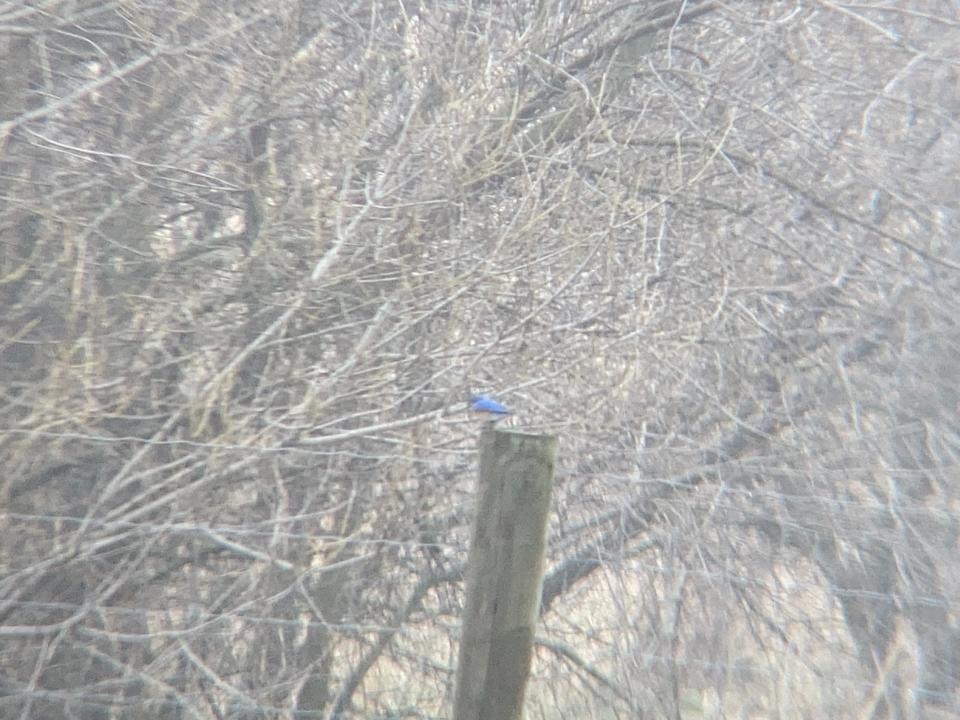 I wasn't able to get a good picture of this bird, but I was excited to see it! I think it's either an eastern bluebird or a tree swallow. Thoughts?
