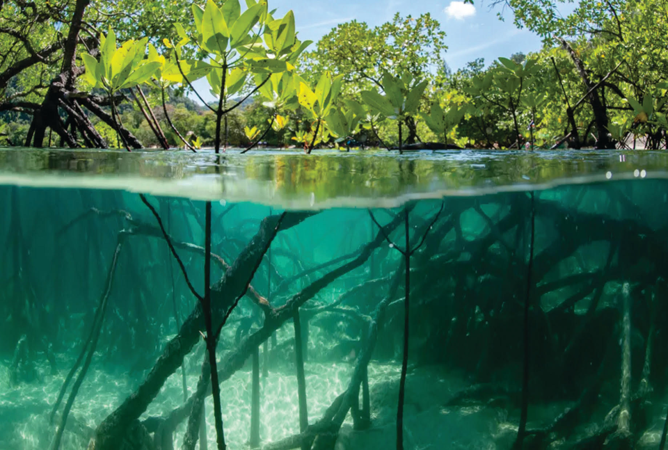 The Thousand Islands Fest in Cocoa Beach on March 16 will celebrate the mangrove islands and the progress being made to heal the Indian River Lagoon. Visit friendsofthethousandislands.org.