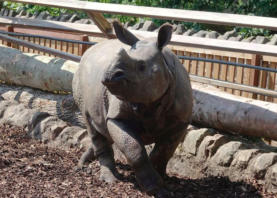 Qabid, a two-year-old rhino at Edinburgh Zoo, was not hurt (Picture: Edinburgh Zoo)