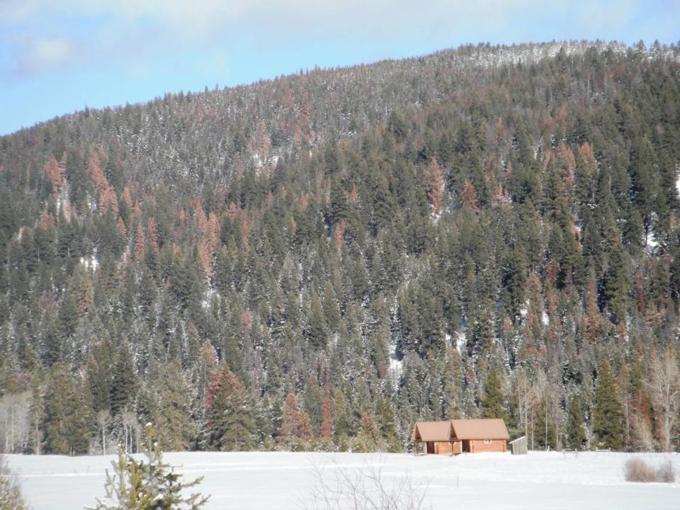 Mountain pine beetle killed trees, Salmon National Forest, 2012.