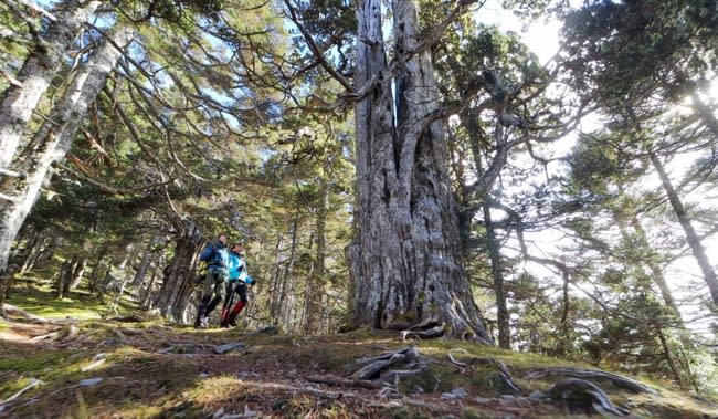 深藏在雪山翠池的3800歲的「玉山圓柏」透過舒夢蘭的鏡頭呈現在觀眾前。（圖／東森新聞）