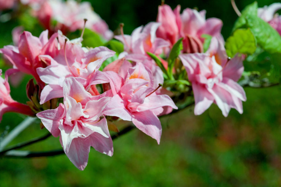 Rhododendrons