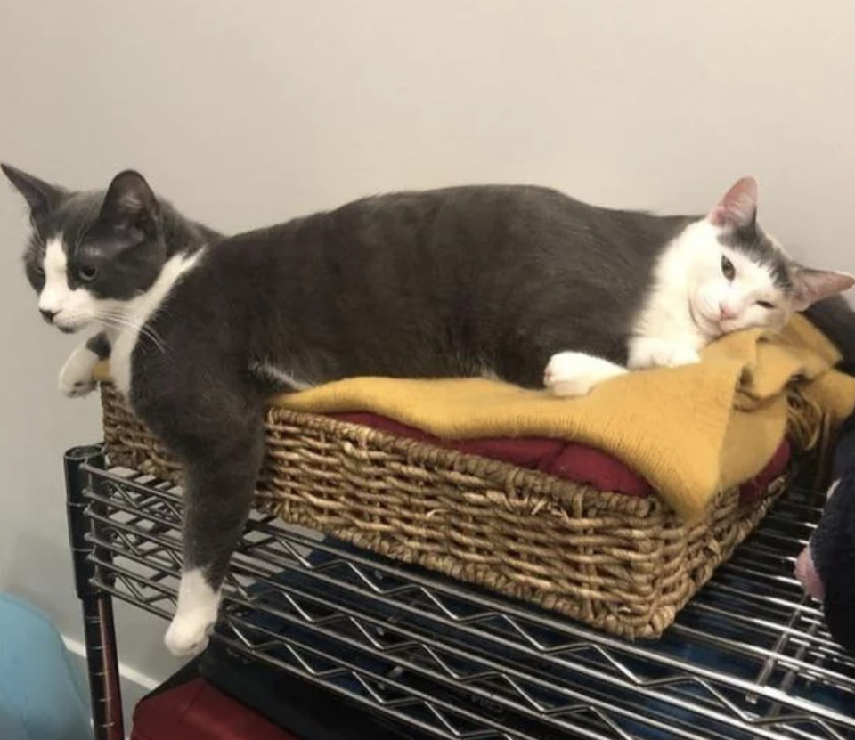 Two cats lounging, one lying atop a covered basket and the other resting its head on the first cat