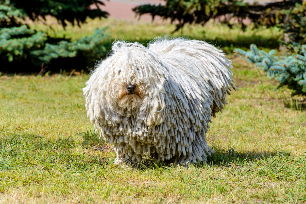 A white Komondor dog stands in a patch of grass surrounded by evergreen trees, looking straight into camera