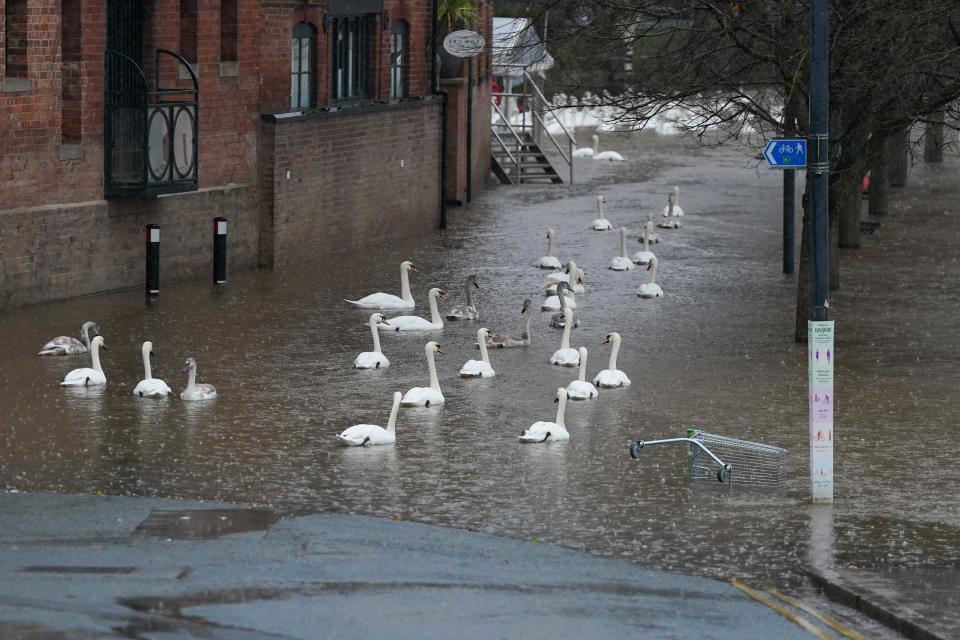 Swans swim on flood water as river levels along the Severn rise following heavy rain in Worcester. Picture date: Sunday December 10, 2023. (Photo by Jacob King/PA Images via Getty Images)