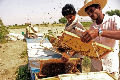 Beekeepers at work producing 'Yemen's gold' in Hajjah province