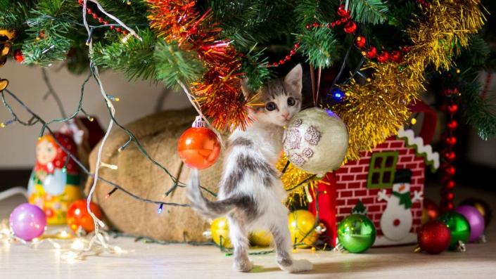 kitten with Christmas tree