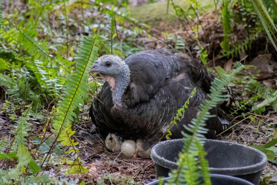 Giblet hatched three Osceola turkey chicks on Sept. 9 and 10.