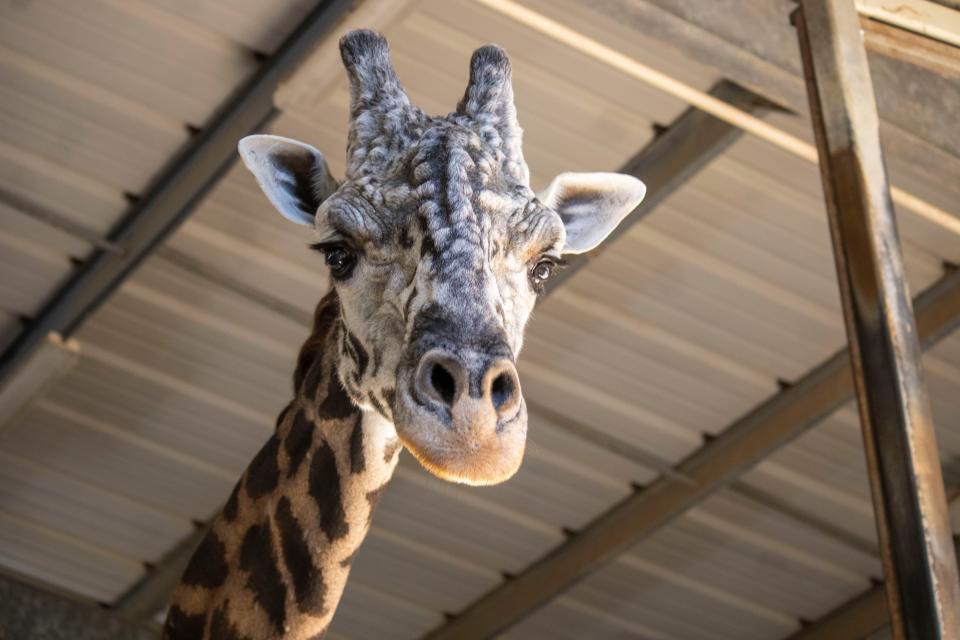 Rafiki arrived at the zoo in 2003 as one of the first to be featured in their new Expedition Africa habitat.