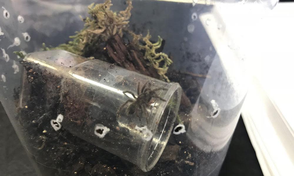 A baby tarantula found in Derbyshire