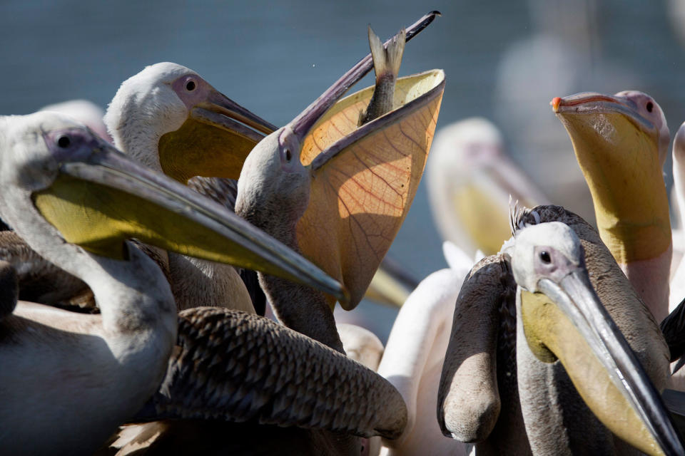 Pelicans in Israel