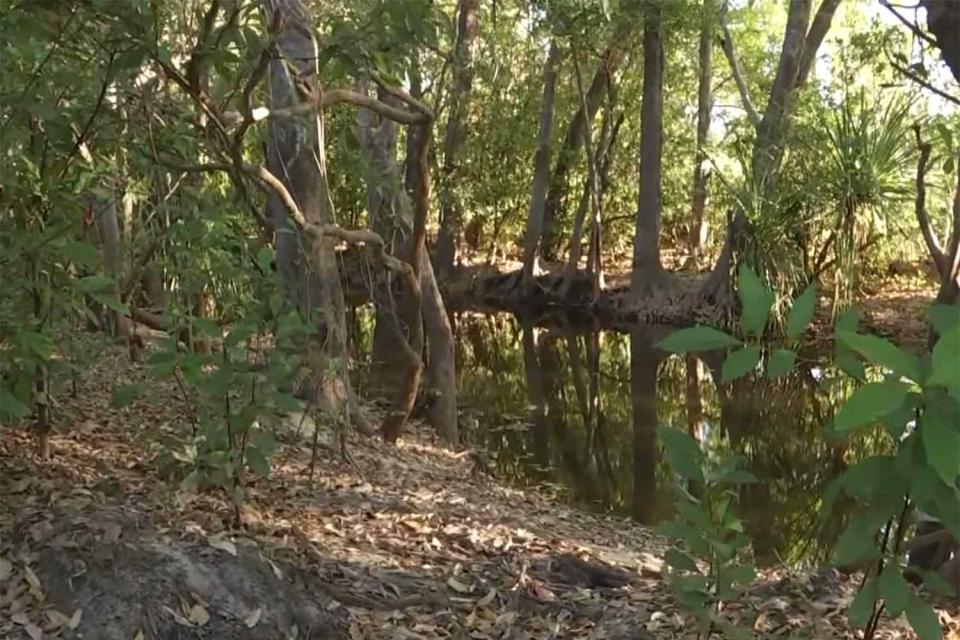 <p>ABC News (Australia)</p> Photo of the area where missing 12-year-old child