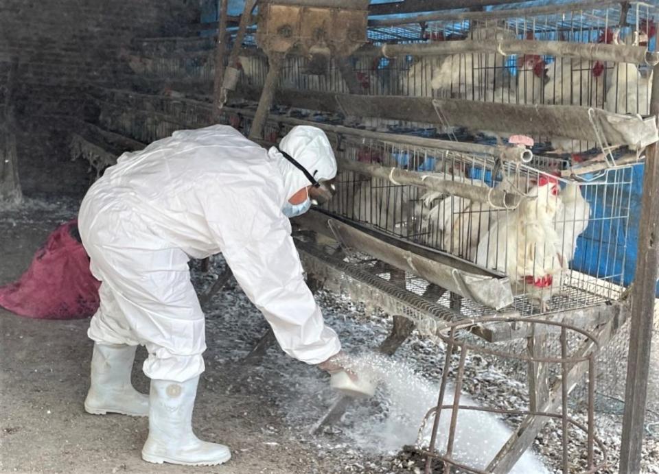 動保處輔導養禽業者於飼養區域灑佈生石灰消毒。（動保處提供）