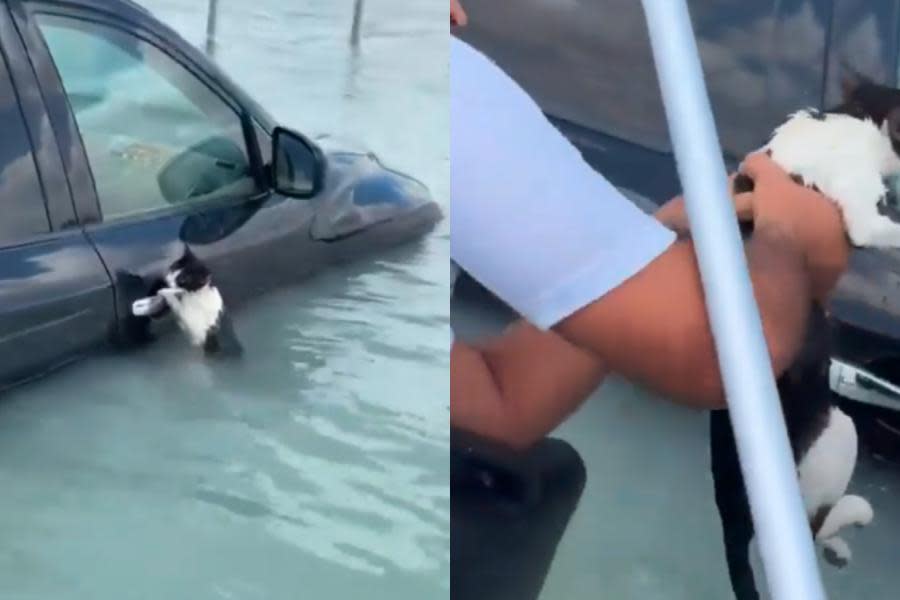 ¡Ayuda en medio del desastre! Policías rescatan a gatito de morir ahogado por inundaciones en Dubai