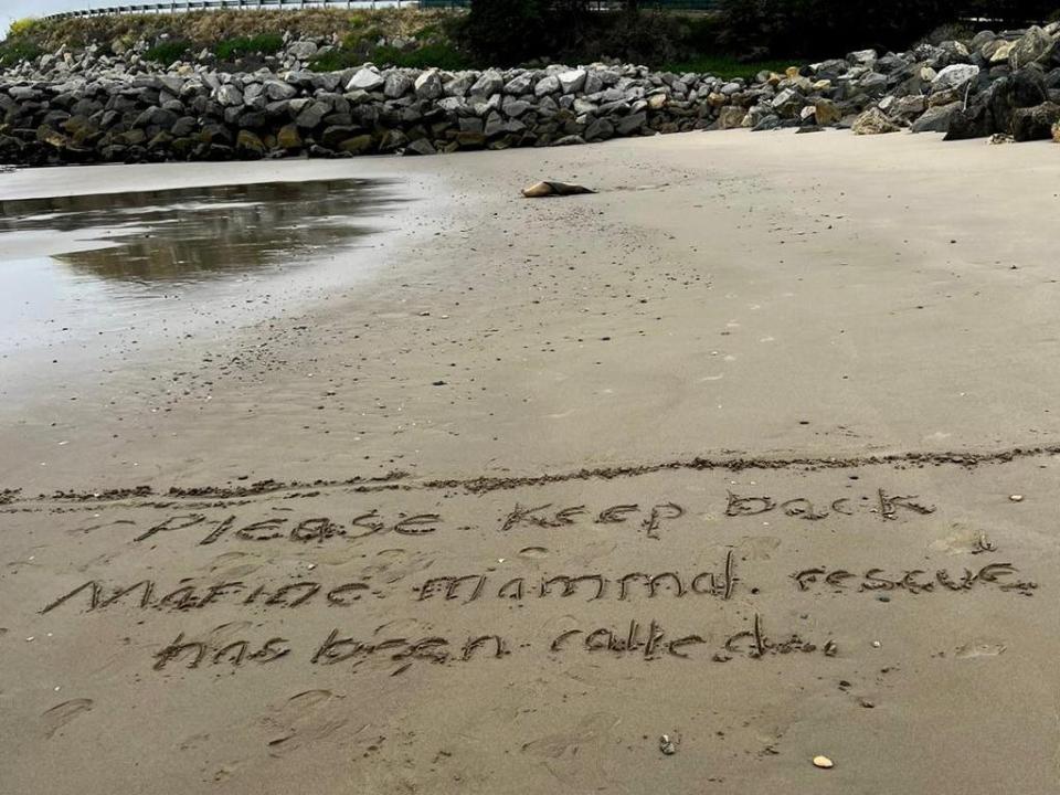 A warning message is written in sand to prevent people from approaching a sick sea lion on the beach.