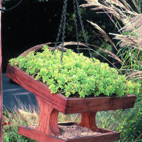 A miniature green roof