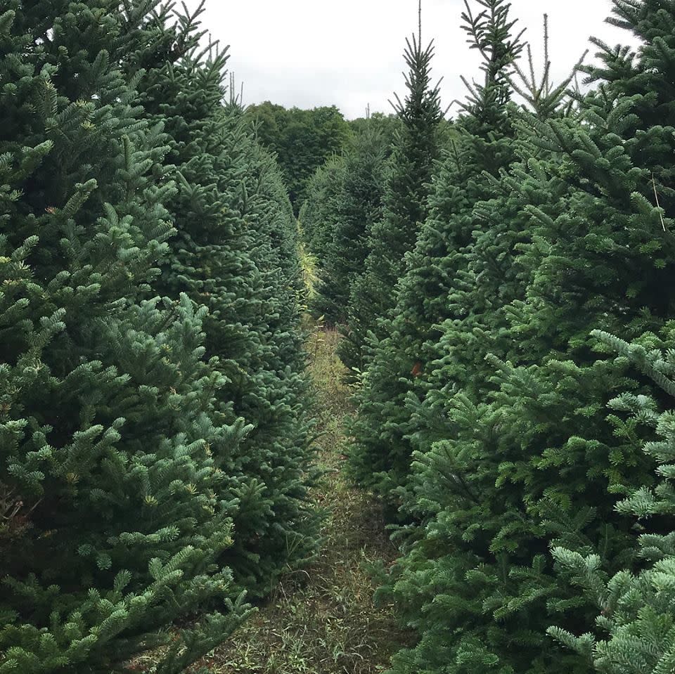 Texas: Elgin Christmas Tree Farm, Elgin