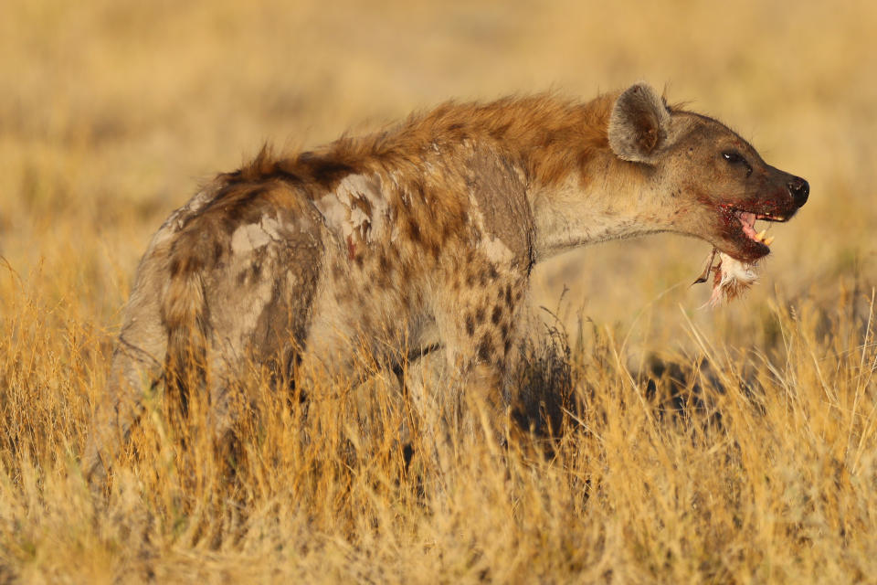 A spotted hyena eats a bird near a waterhole just before sundown near the Namutoni camp in Etosha National Park. (Photo: Gordon Donovan/Yahoo News)