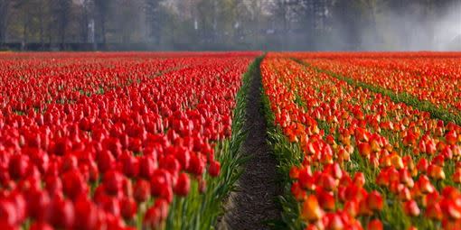 湯鎮瑋建議生肖馬的民眾，可以擺放紅色系鮮花，運勢將如日中天，人脈通錢脈，招來好的人緣財。（圖／翻攝自pixabay）
